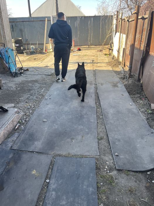 Продам немецких овчарок