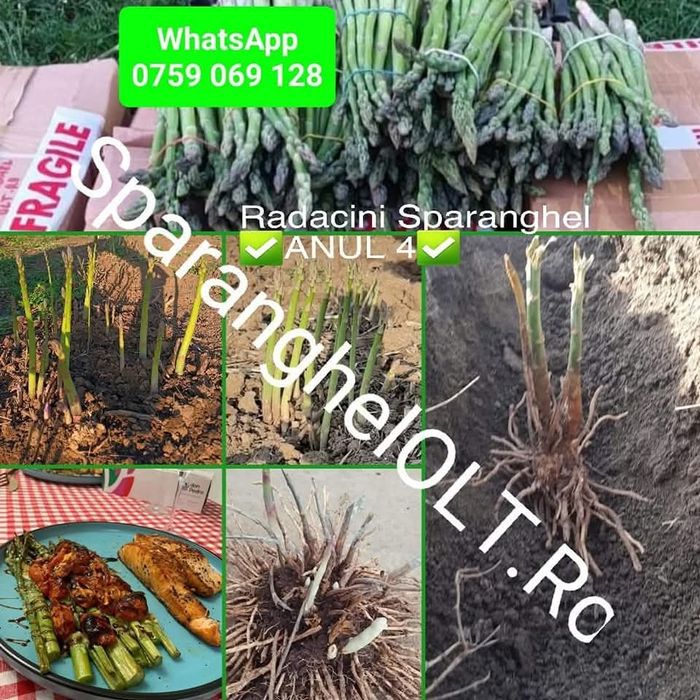 Radacini sparanghel anul 4 si anul 1