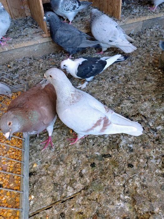 Porumbei standard românesc