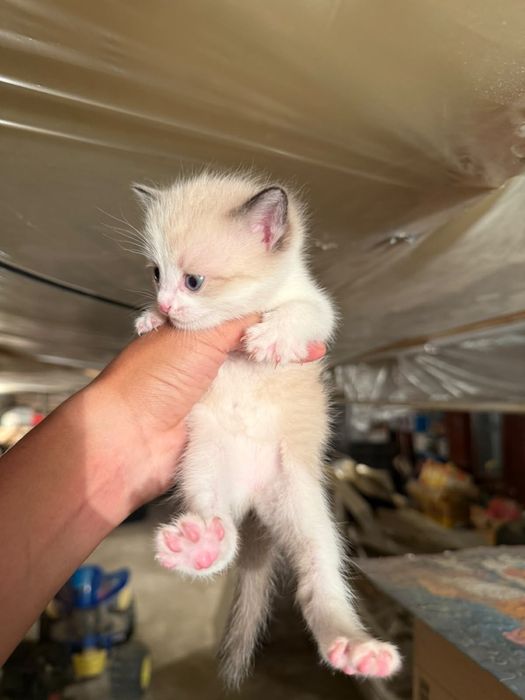 Отдам котят бесплатно