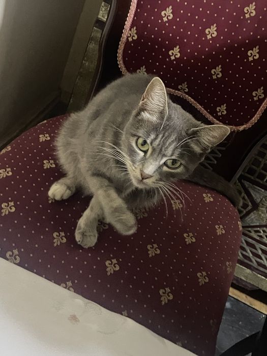 Xadiyaga mushuklar beriladi