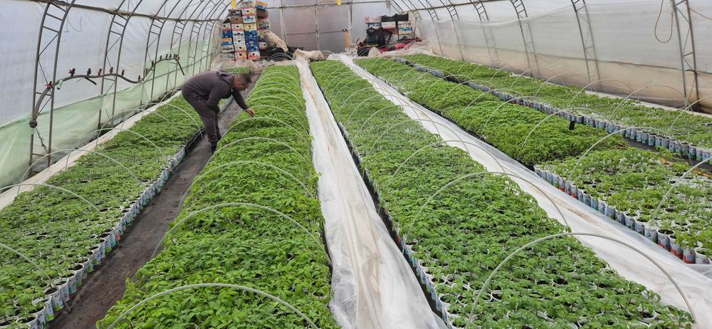 Разсад домати краставици