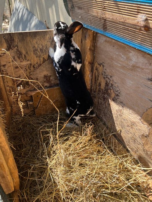 Iepuri rasa Rex de vanzare