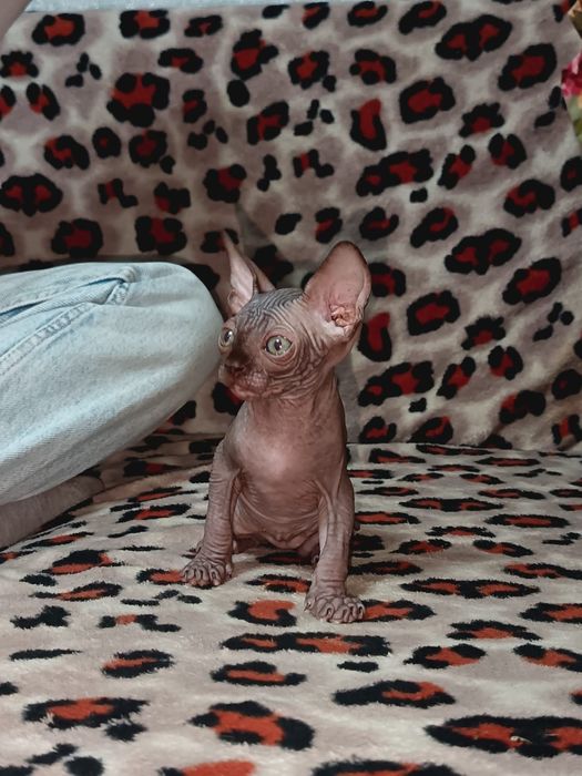 Продам сфинксов 2месяца