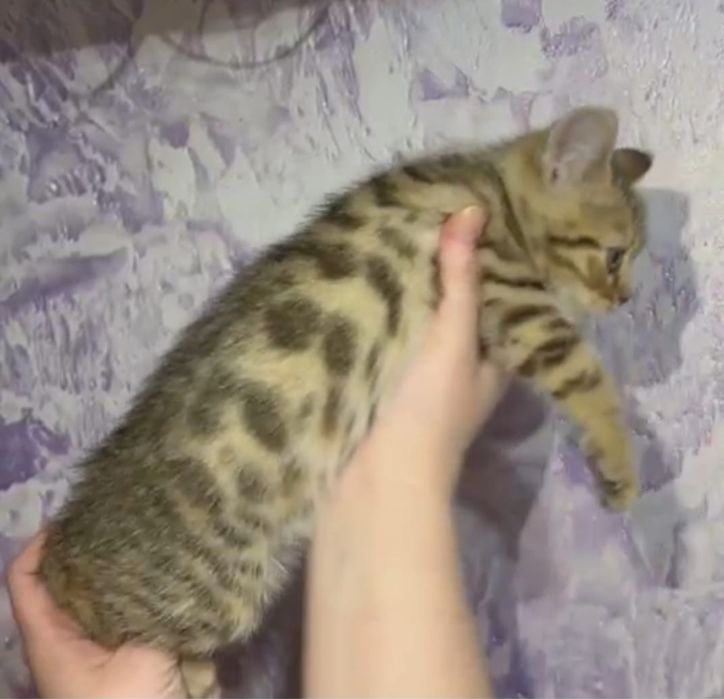 Бенгальские котята