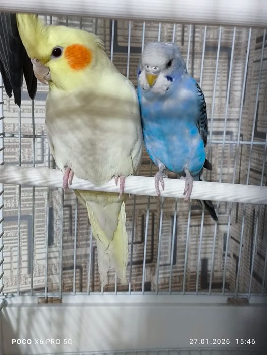 Попугай карелла самка