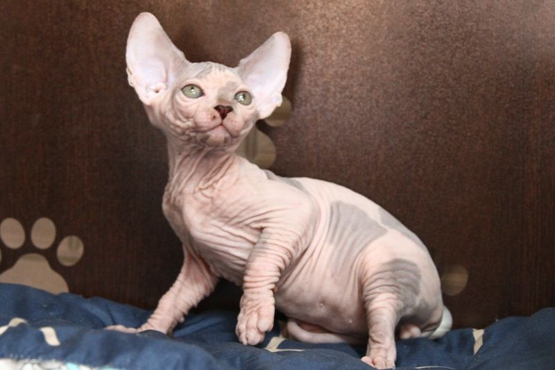 Котята сфинксы. Доставка