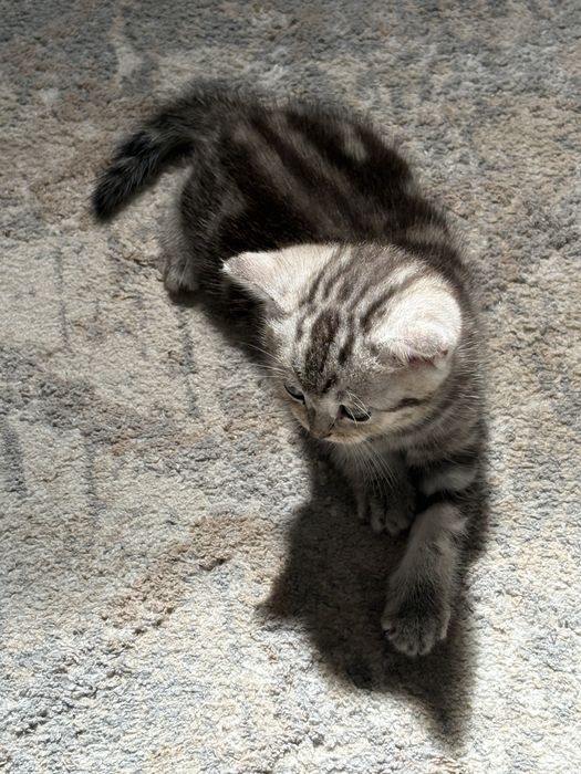 Продам котенка МАЛЬЧИК. Мама шиншилла.