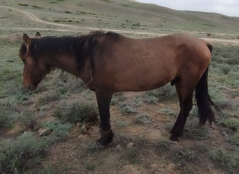 Сиыр малдарына ауыстырамын