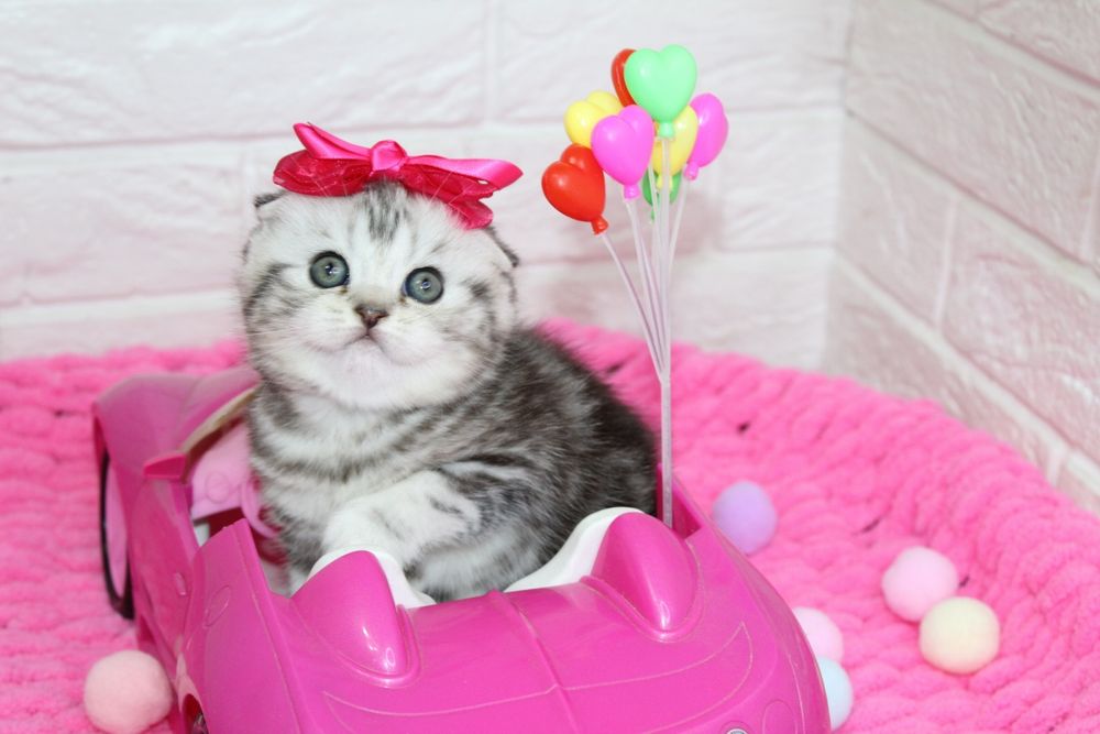 Шотландские котята