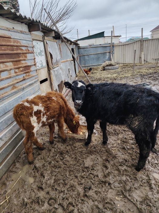 Бұзау мен баспақ сатылады