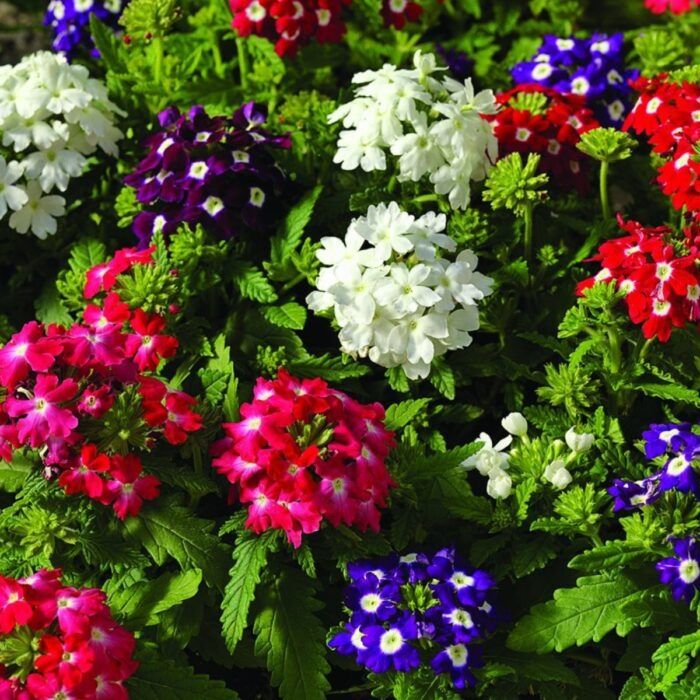 Эустома,вербена,петунья,патио георгины