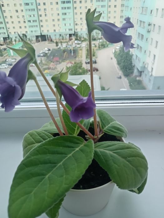 Продам комнатное растение