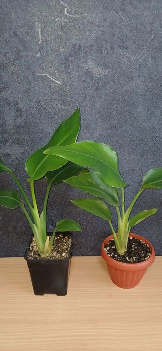 Комнатные растения от 2500