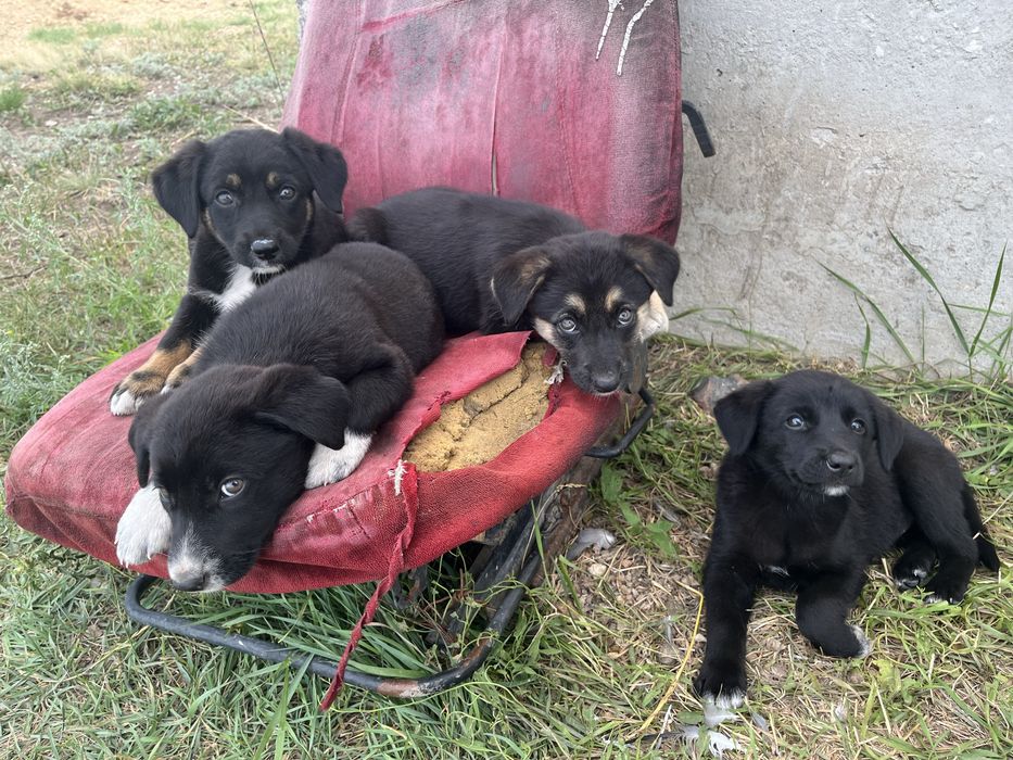 Отдадим щенят в хорошие руки !!