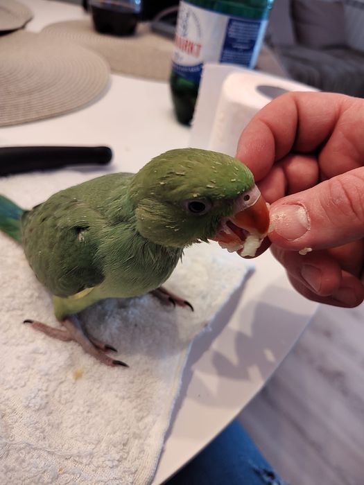 Papagali Micul Alexander ,alexandru.de crescut la seringa