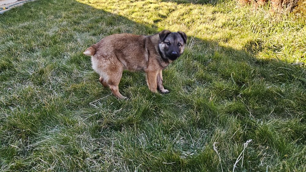 Това прекрасно бебе на около 6 мес,търси своя отговорен човек