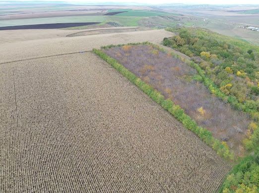 Livada de nuci pe rod