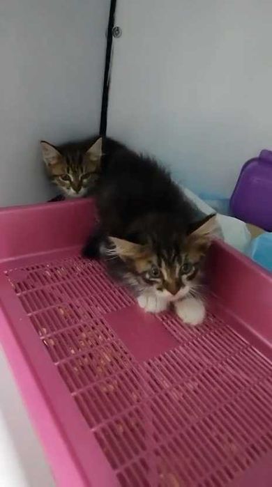 Ищем дом котятам!