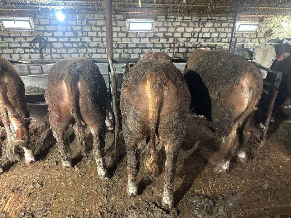 Бұқалар сатылады ақ бас