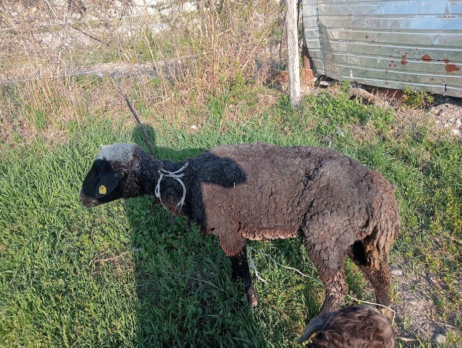 Кой козлы, овца.