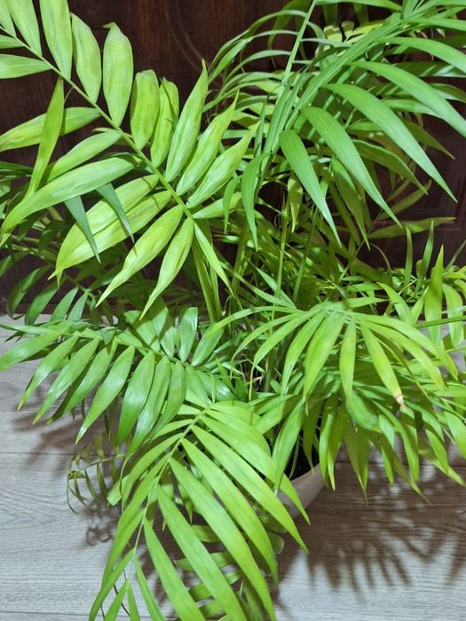 Planta decor la 80lei oferta