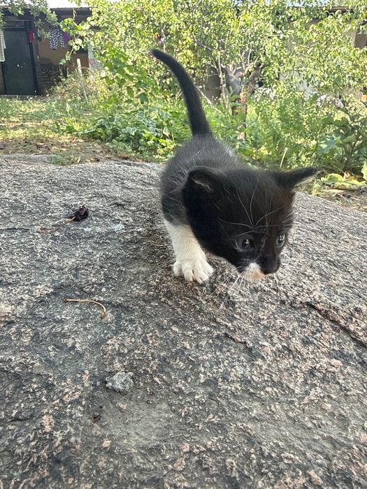 Отдам в добрые руки котят
