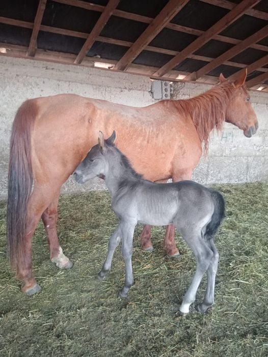 Құлынды бие сатылады