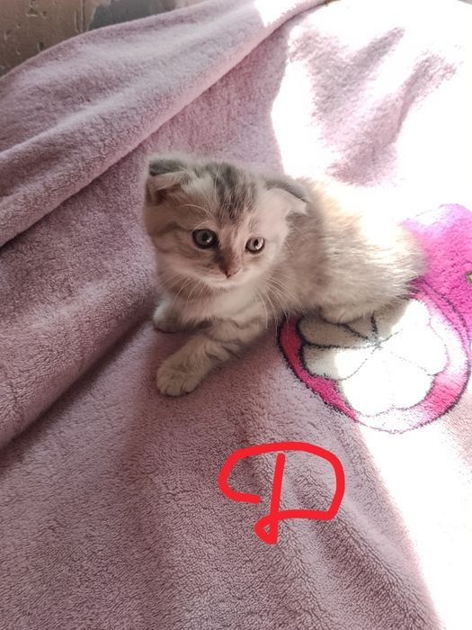 Вислоухие котята.