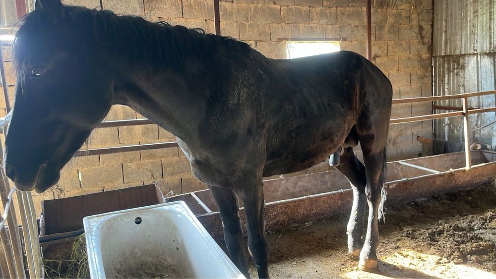 2 мінгі айғырлар сатылады