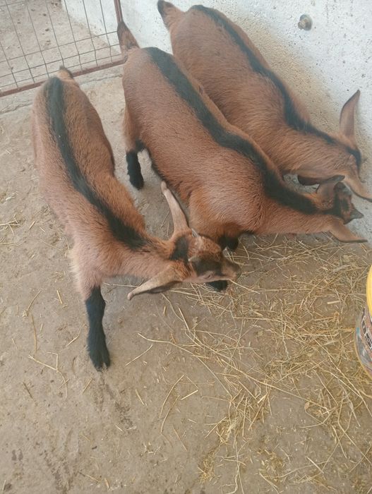 Vând 2 ieduțe și un țap Nr 0769004555