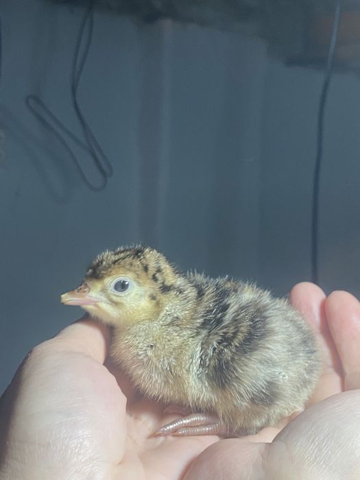 Индюшата пароды бронза 708  5 дневные