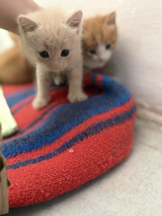 Отдам котят в хорошие, добрые руки.