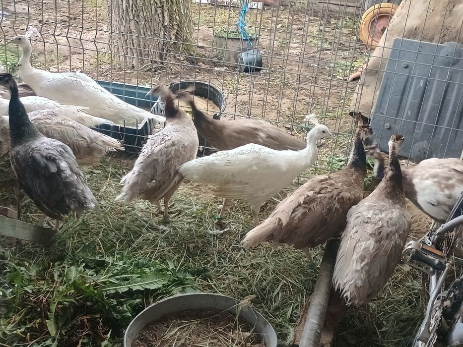 Păuni tineret și adulți diferite culori.
