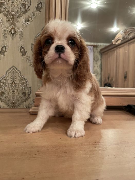 Кавалер кинг чарльз спаниель