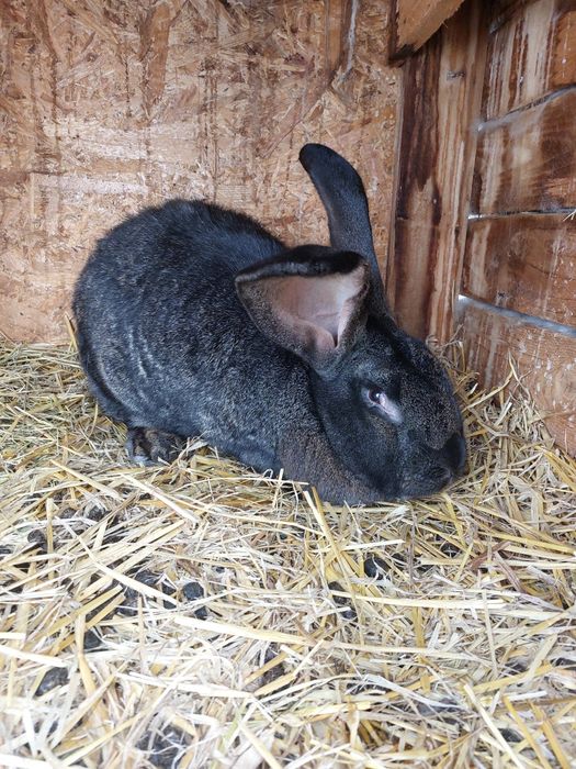 Vând iepuroica Uriaș German