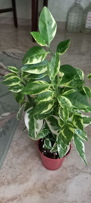 Продам педилантус варегатный