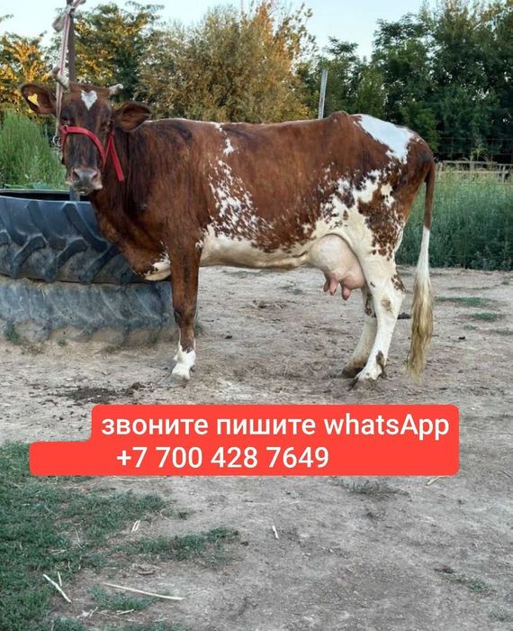 Молочная дуйная корова
