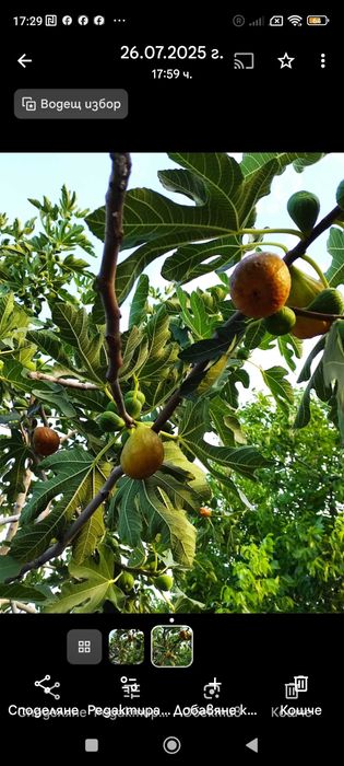 Разсад смокини-фиданки, авокадо, фурми