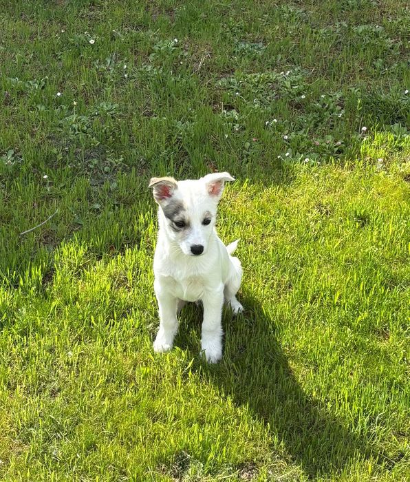 Кученце търси любов