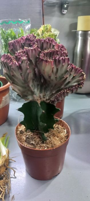 Молочаи эуфорбия