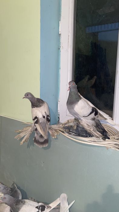 Гарантия 16 ггпрор