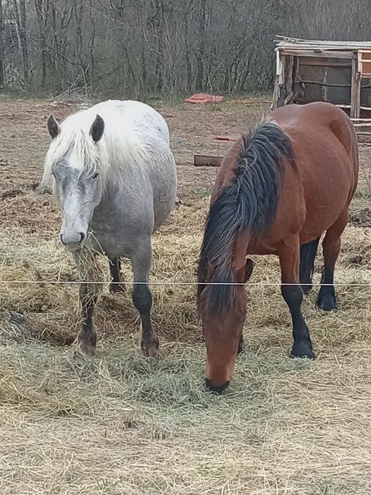 Vând sau schimb mânz și mânza
