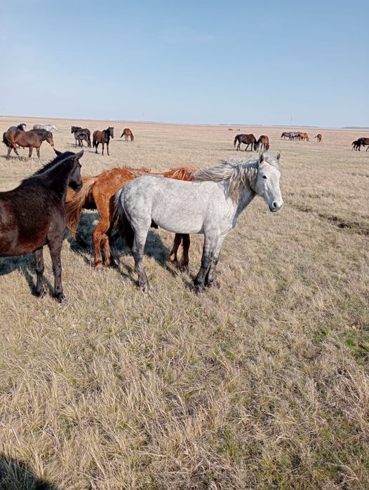 Продам жеребца для смены крови