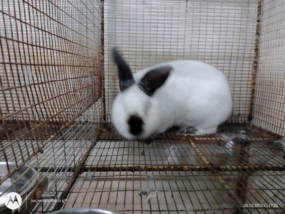 Зайци за разплод калифорнийски, бял великан и др.