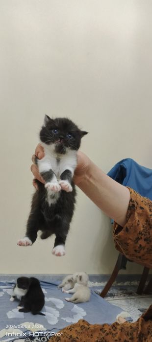 Скотиш страйт боллари