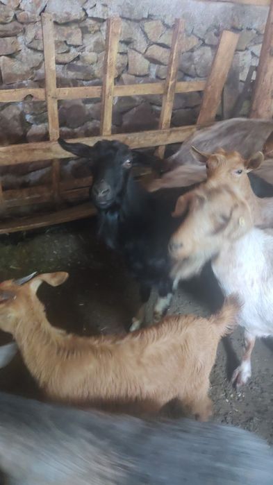 Capre sterpe și țap castrat