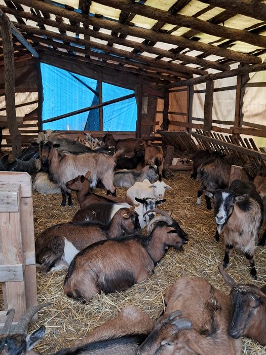 Vând 65 capre gestante și 2 măgărițe gestante