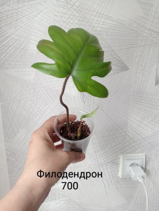 Продам комнатные цветы