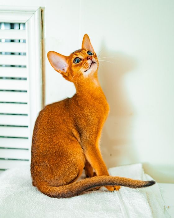 Абиссиские котята дикого окраса